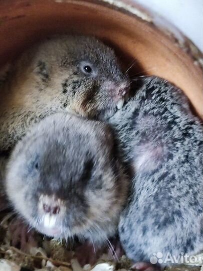 Восточная слепушонка. Грызун. Мини бобрик