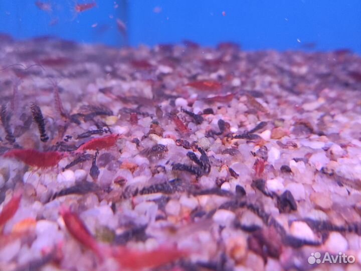 Сомики анциструсы