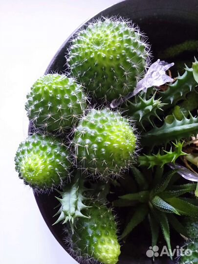 Цветы замиокулькас Сансевиерия кактус суккулент