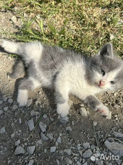 Котята в добрые руки бесплатно мальчики