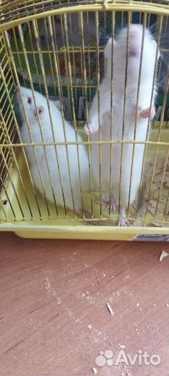 Белые крысы