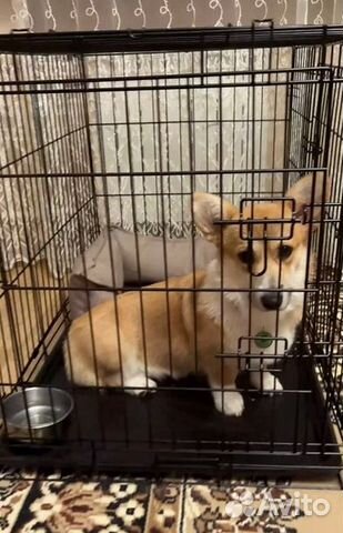 Клетка для собак