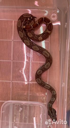 Императорский удав