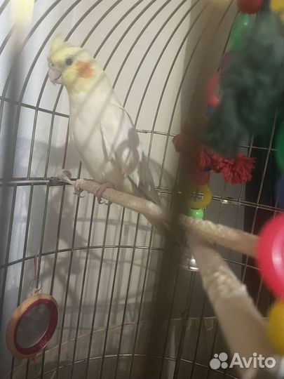 Попугай корелла девочка