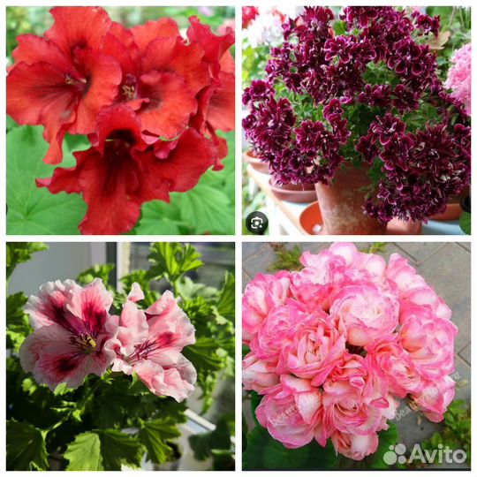 Пеларгонии сортовые
