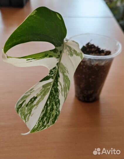 Монстеры Peru, Альба, Амидриум Spiderman