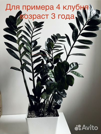 Замиокулькас черный равен