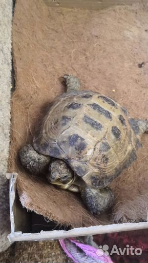 Черепаха