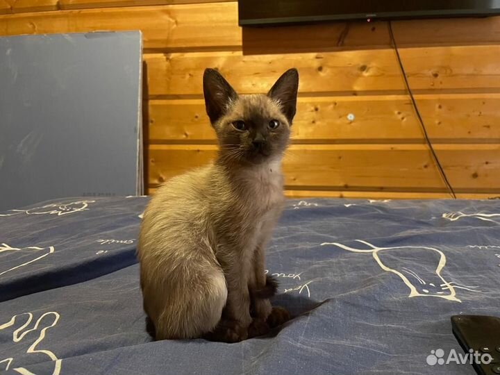 Котятки