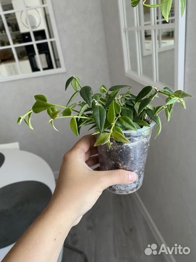 Хойи сортовые