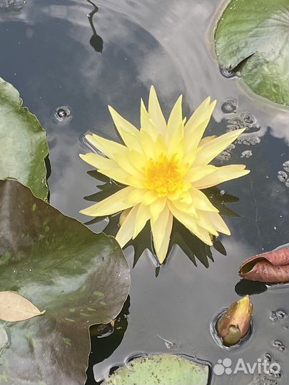 Нимфия PinWaree