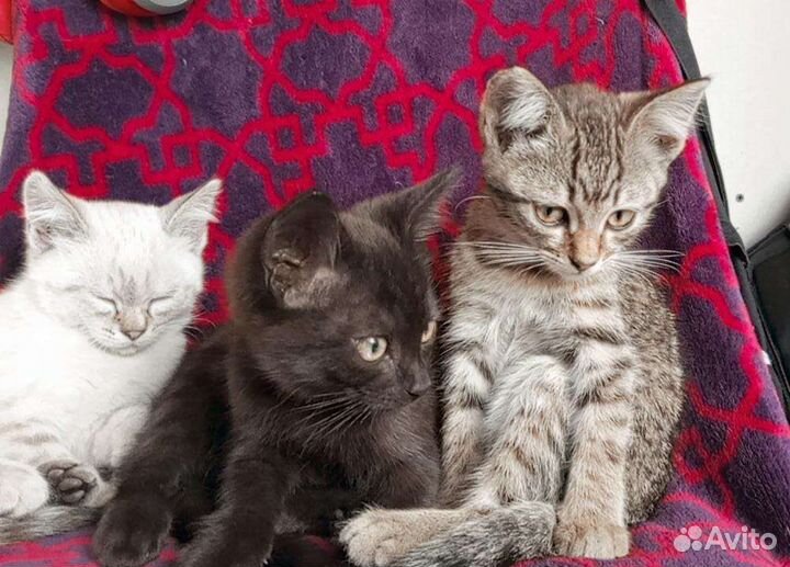 Котята
