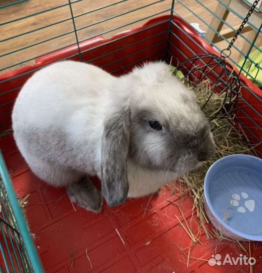 Карликовый вислоухий кролик баран