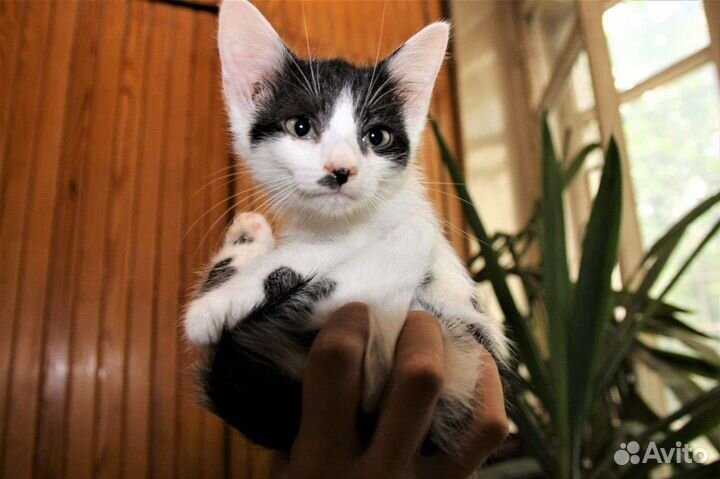 Необычный котёнок