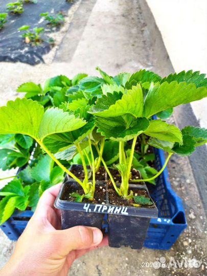 Саженцы клубники Черный принц