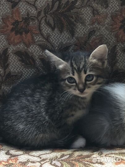 Кошечка в добрые руки