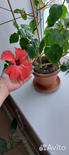 Гибискус взрослый