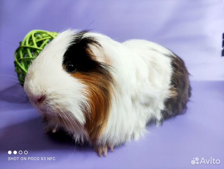 Морская свинка Шелти(самец)