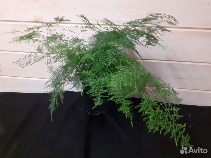 Кливия Церопегия Аспарагус