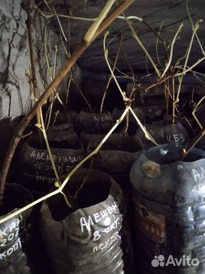 Саженцы винограда