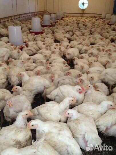 Цыплята бройлеры кобб 500