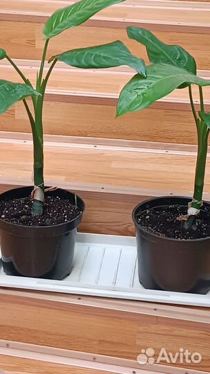 Диффенбахия