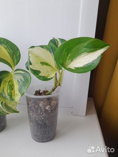 Сциндапсус эпипремнум