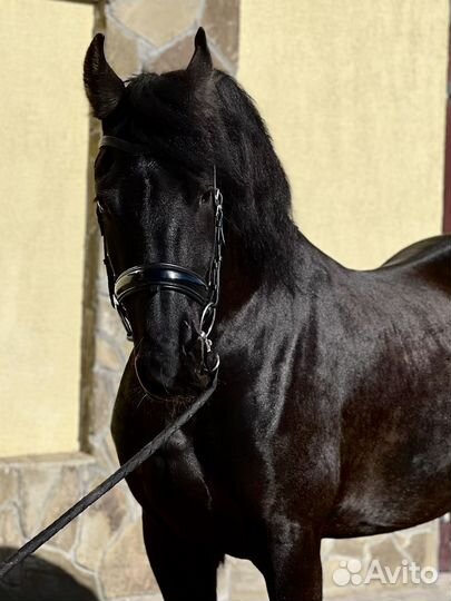 Фризская лошадь