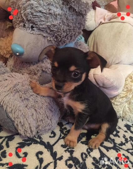 Щенки пинчера