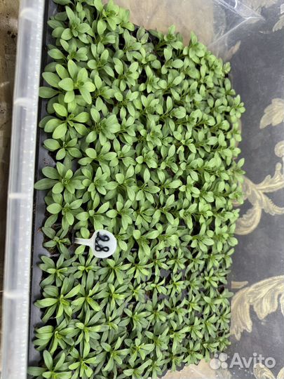 Кассета калибрахоа