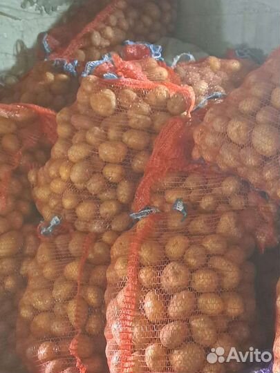 Продам картофель
