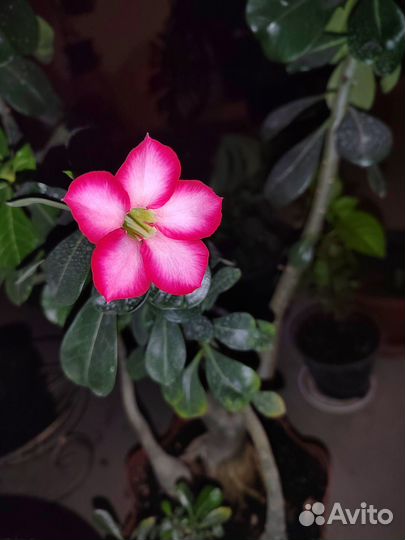 Адениум обесум укорененные черенки