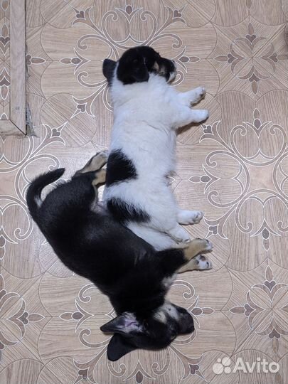 Щенок в добрые руки бесплатно