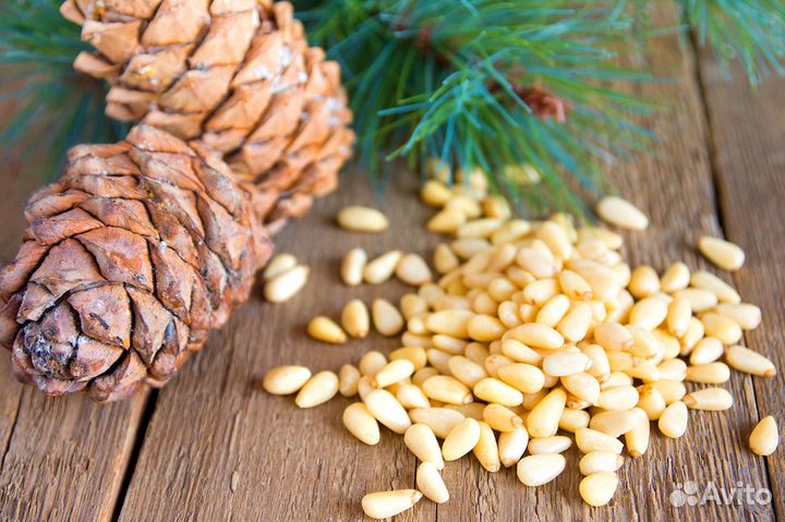 Кедровые орехи из Новосибирской тайги