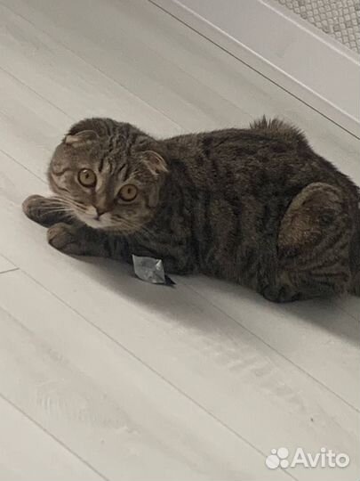 Шотландская вислоухая кошка бесплатно