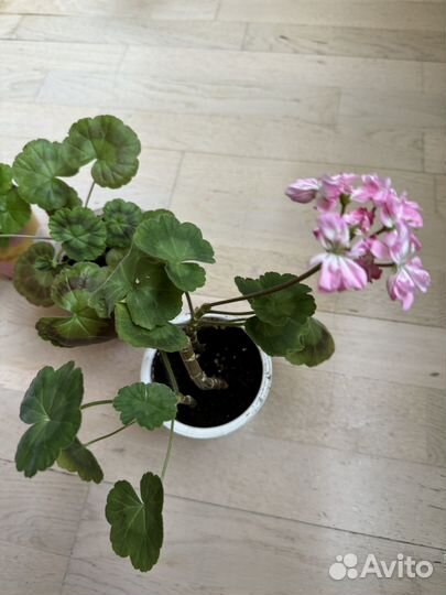 Герань, монстера