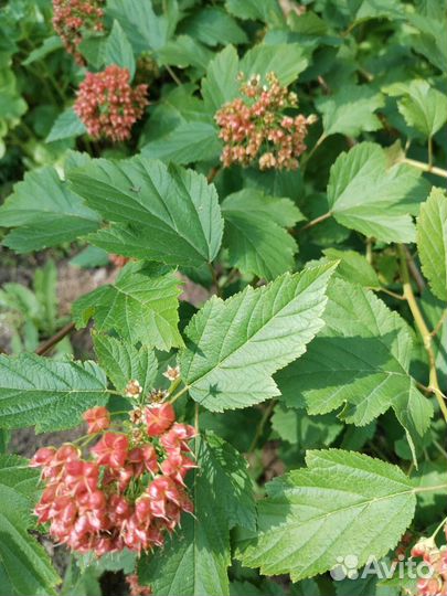 Пузыреплодник красноцветковый