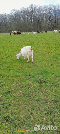 Дойные козы с козлятами