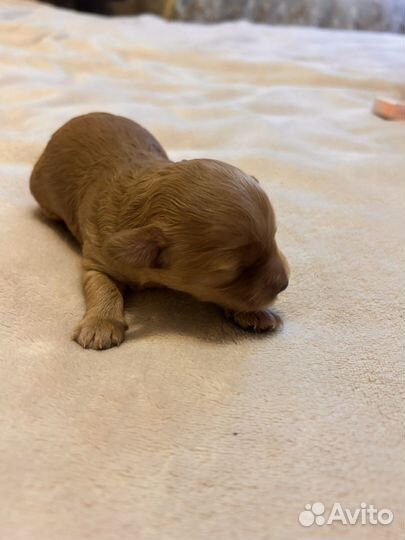 Продам мальтипу