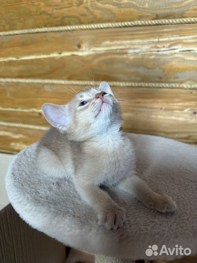 Абиссинская кошка