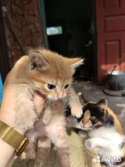 Отдам бесплатно