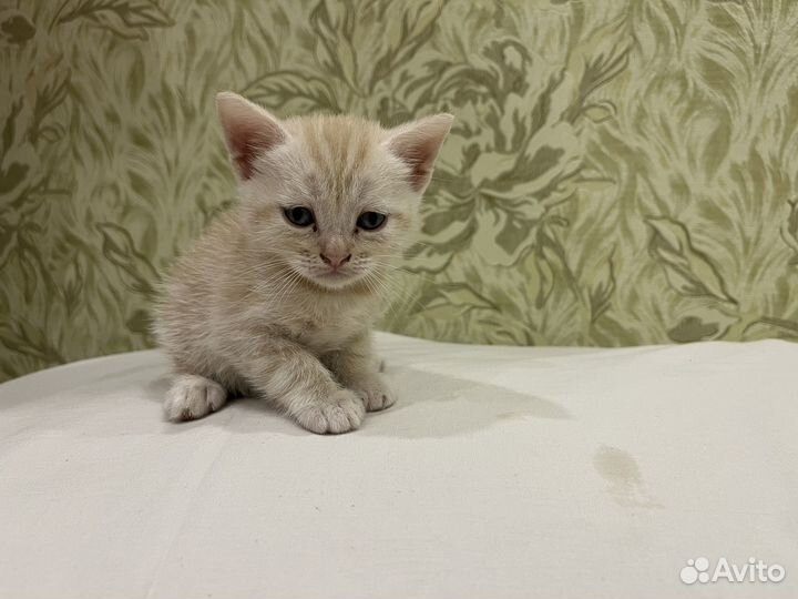Котята