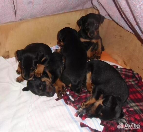 Щенки ягдтерьера