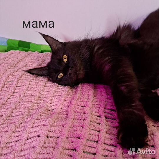 Кошки мейн-кун