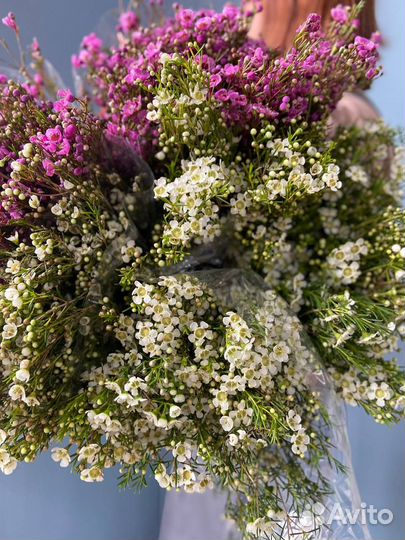 Шамелациум оптом