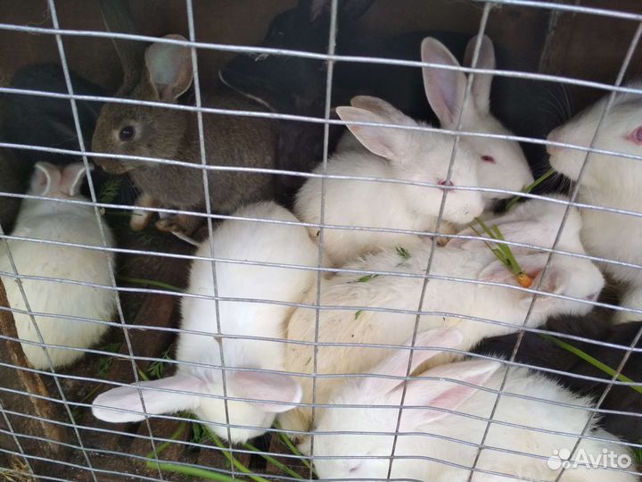 Живые кролики и мясо кролика