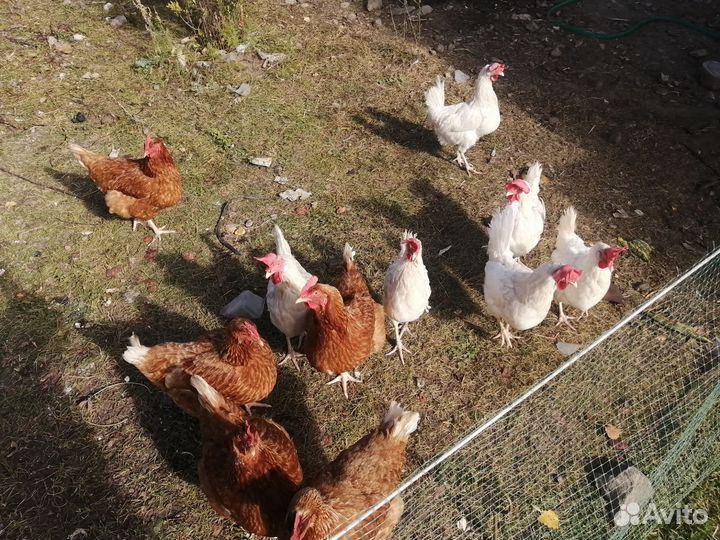 Куры несушки