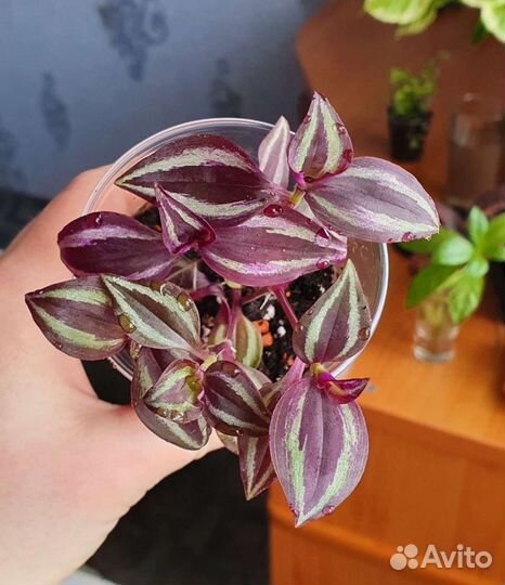 Сортовые Традесканции, Каллизии