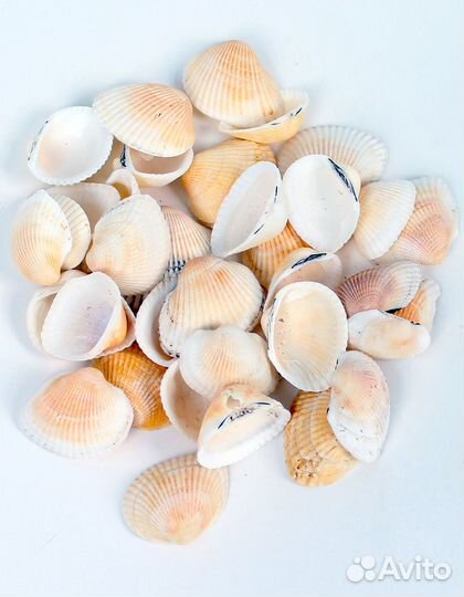 Морские ракушки