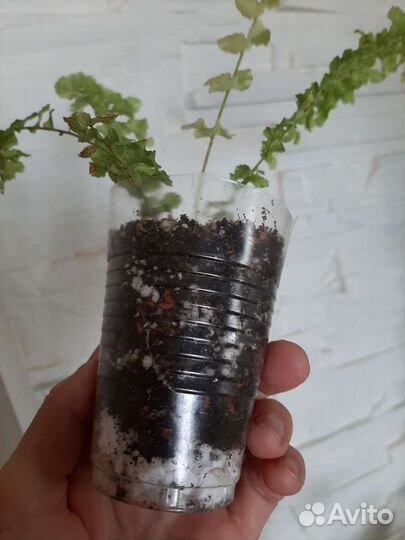 Папоротник вариегатный Дасада